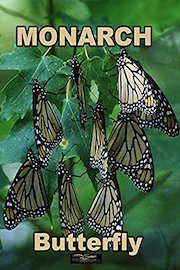 Monarch Butterfly