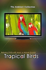 Tropical Birds with Music