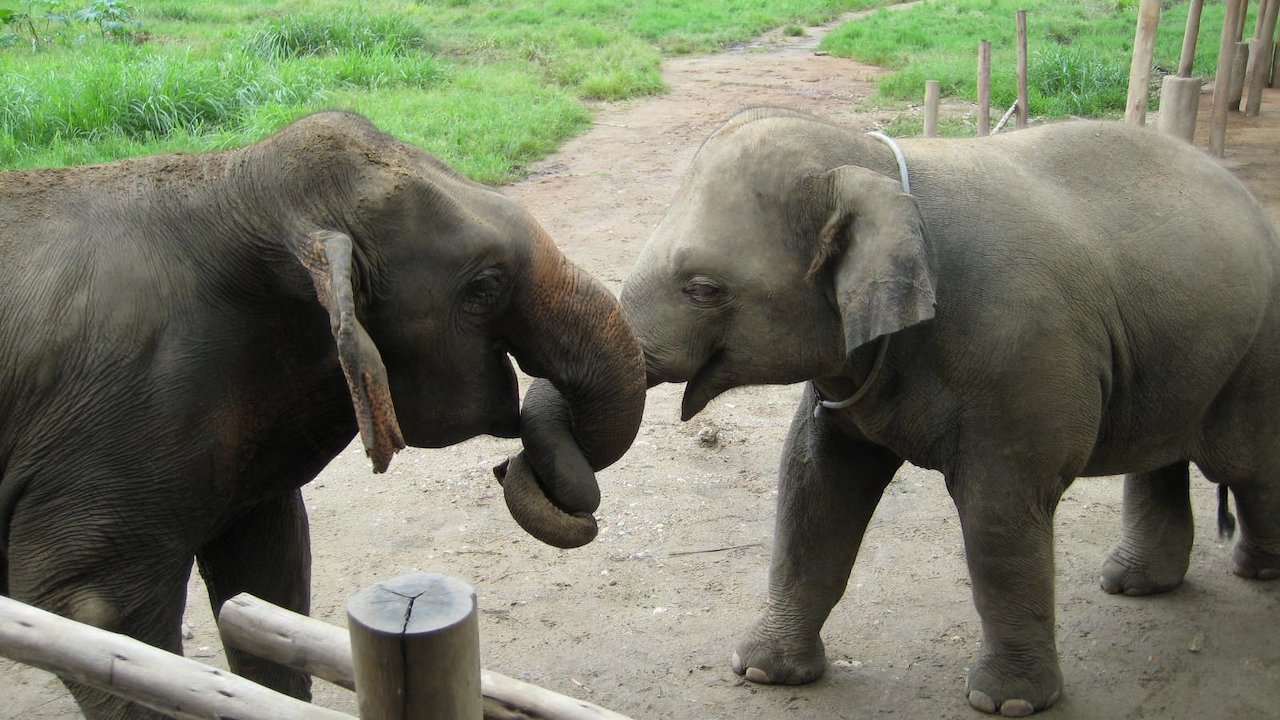 How I Became An Elephant - temp tag