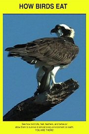 How Birds Eat