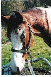 Chincoteague Ponies Go Home