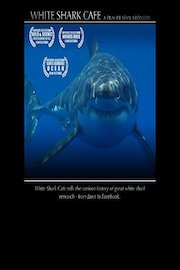 White Shark Cafe