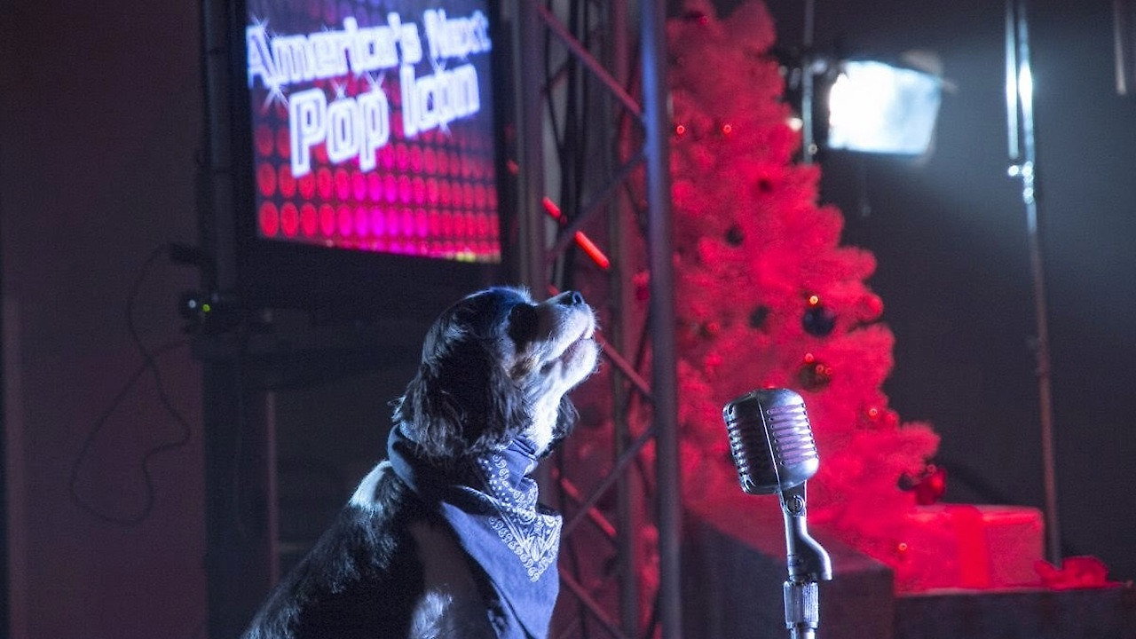 Pop Star Puppy