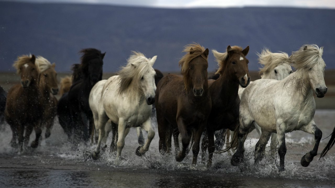 Herd in Iceland