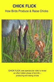 Chick Flick: How Birds Produce and Raise Chicks