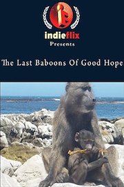 The Last Baboons Of Good Hope