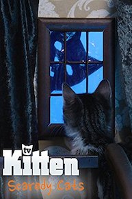 Kitten TV - Scaredy Cats