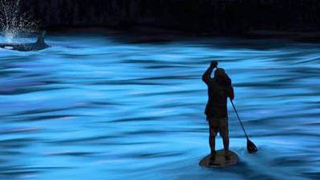 The Paddler