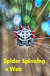 Spider Spinning a Web