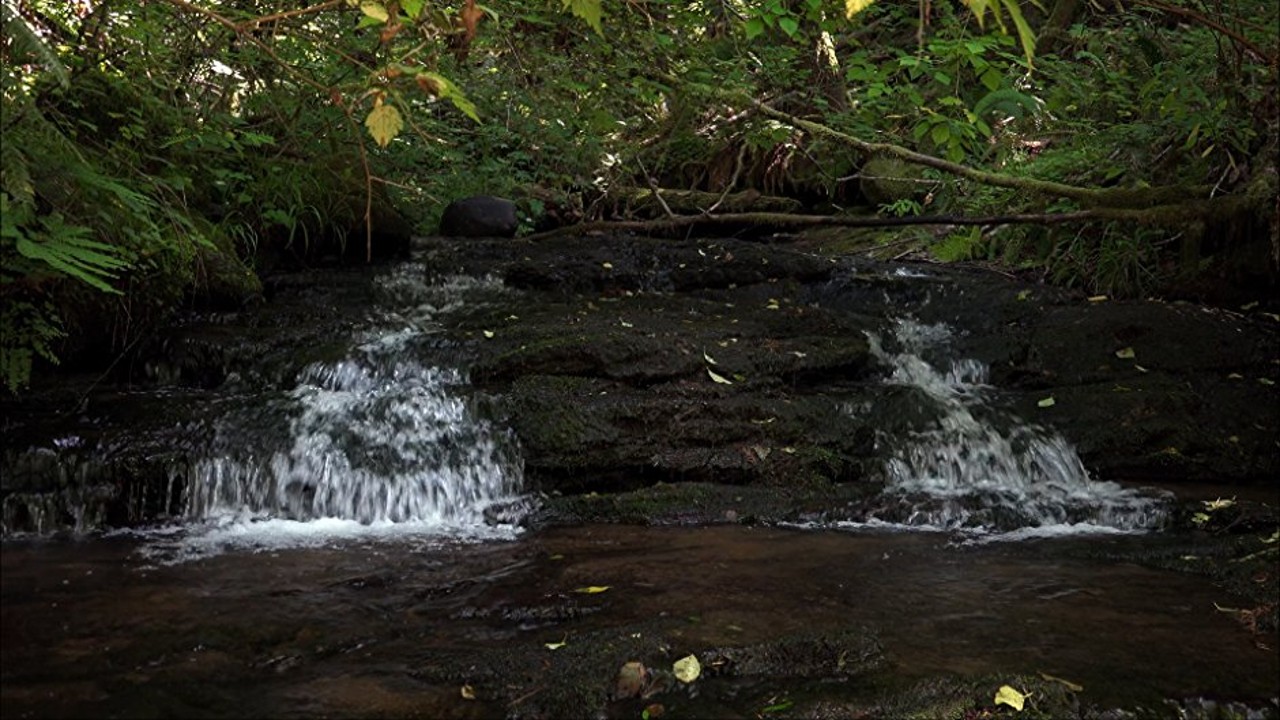 Small Forest Creek [Dark Screen 10 Hours] Relaxing Ambient Nature Sounds for Meditation, Studying, or Ultra Dark Sleep Aid