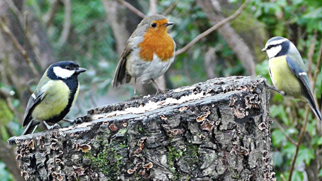 The Bird Watcher: Audubon Park