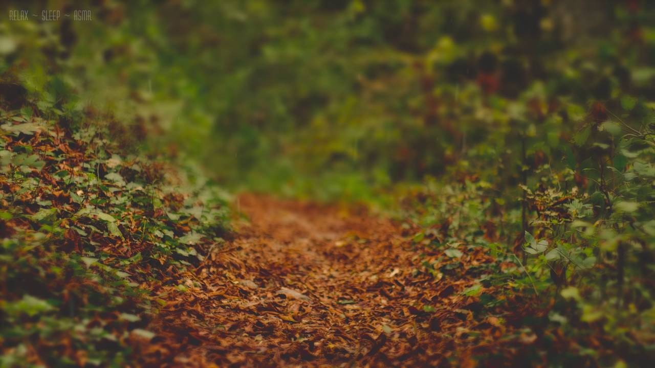 Rain in a Forest in Autumn 6 Hours Video with Sounds for Sleep and Relaxation