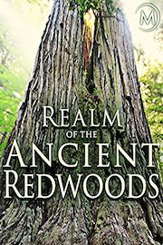 Realm of the Ancient Redwoods