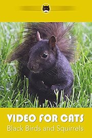 Video for Cats Black Birds and Squirrels