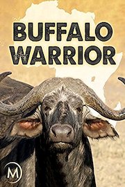 Buffalo Warrior