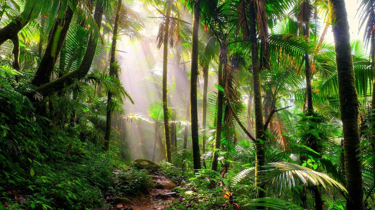 Equatorial & Savannah Climates
