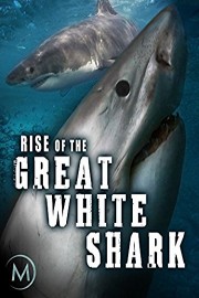 Rise of the Great White Shark