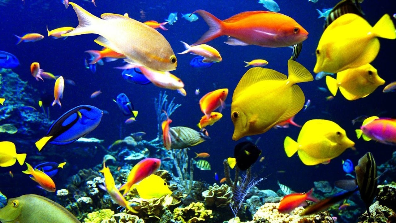 Stunning Aquarium & Relaxing Music - BaLu - Relaxing Nature