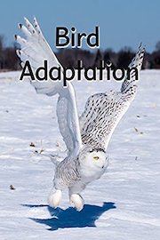Bird Adaptation