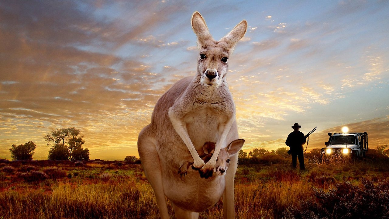 Kangaroo