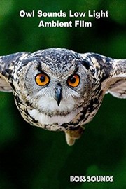 Owl Sounds Low Light Ambient Film