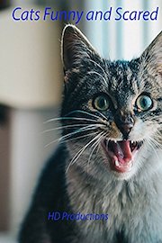 Cats Funny and Scared