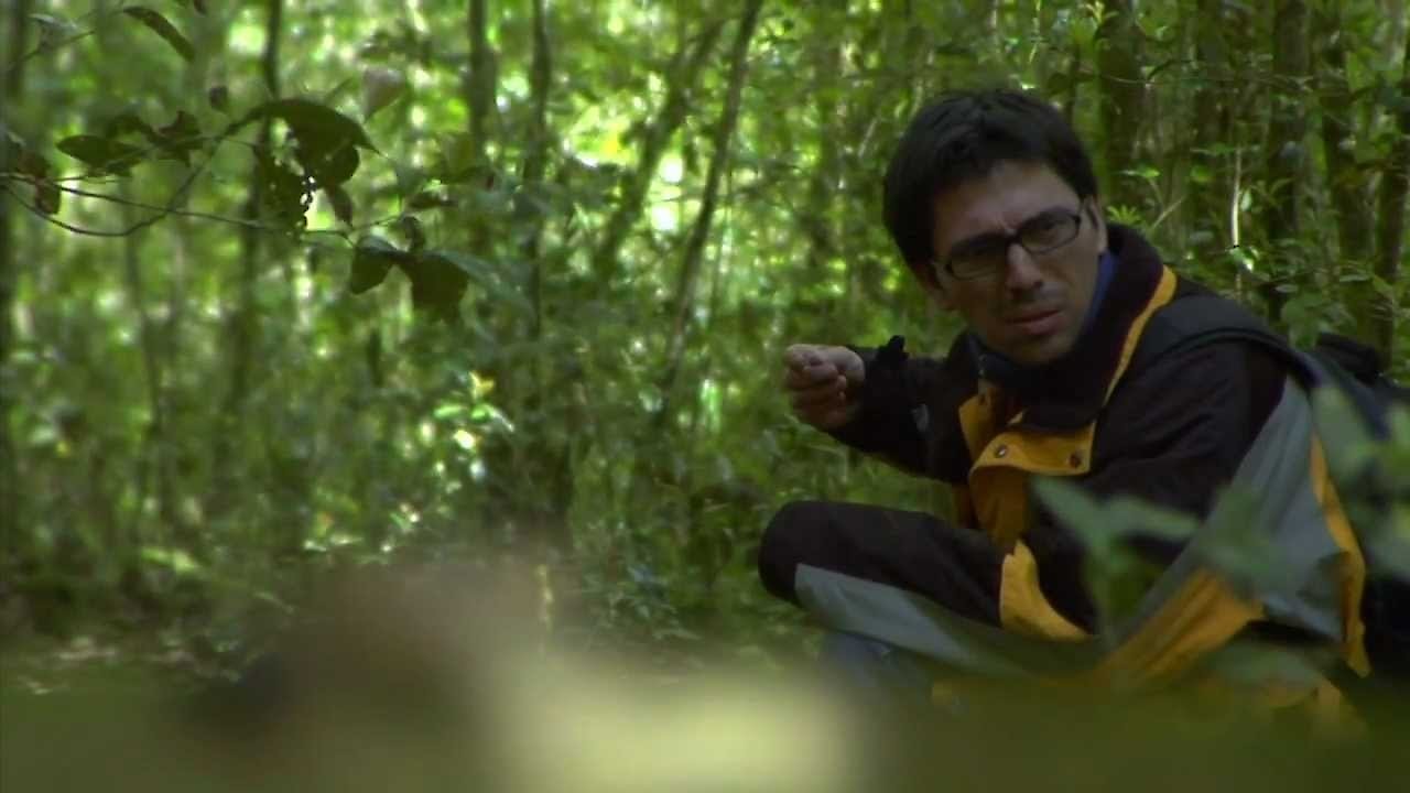 El Ejrcito de los Helechos