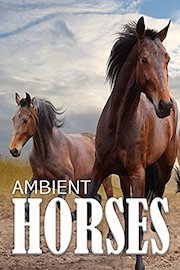 Ambient Horses
