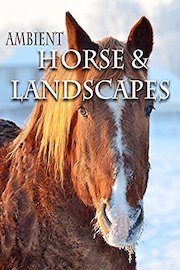 Ambient Horse & Landscapes