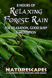 8 Hours of Relaxing Forest Rain for Relaxation, Good Sleep & Meditation