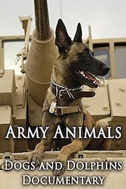Army Animals: Dogs and Dolphins Documentary