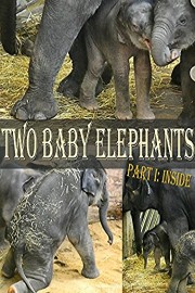 Two Baby Elephants, Part I: Inside