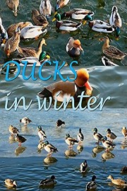 Ducks in winter