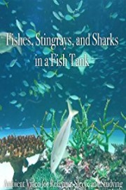 Fishes, Stingrays, and Sharks in A Aquarium Ambient Video for Relaxing, Sleep, and Studying