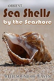 Ambient Sea Shells by the Seashore - with sound of waves