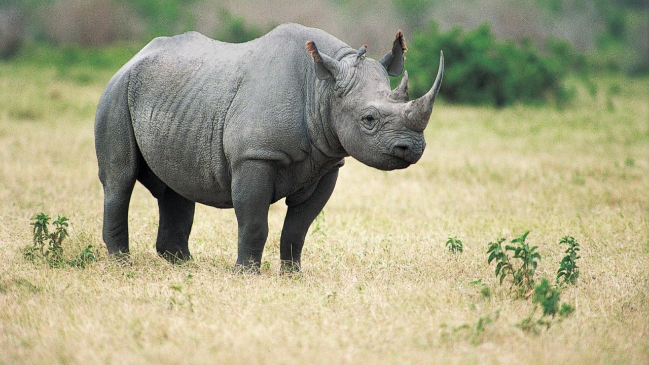 Wildest Africa