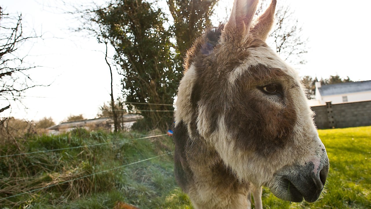 Do Donkeys Act?