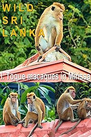 Wild Sri Lanka. I. Toque macaques in Mirissa