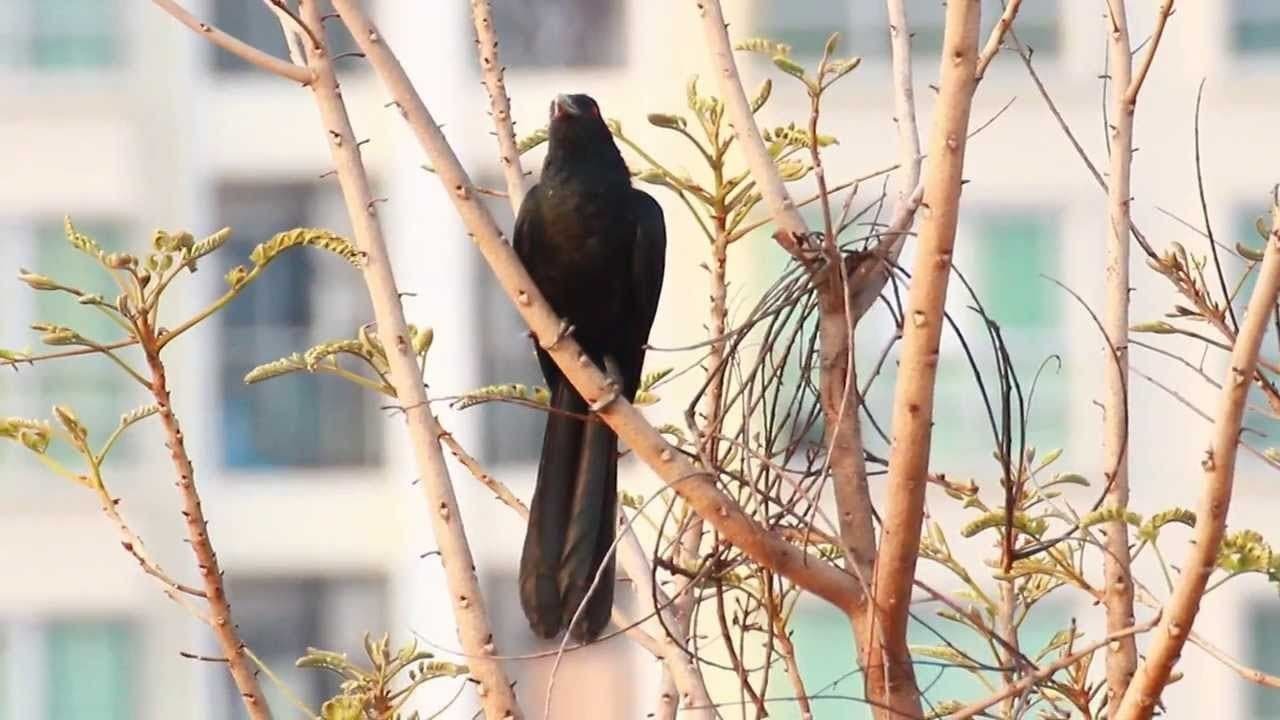 Blackbirds at Bangpleng