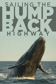 Sailing The Humpback Highway