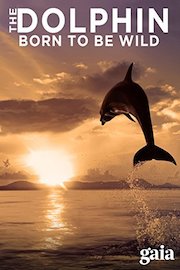 The Dolphin: Born To Be Wild