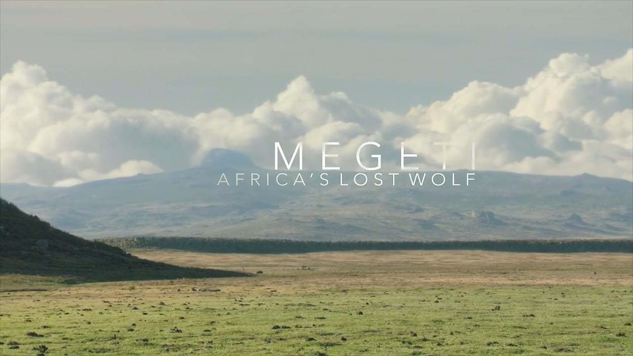 Africa's Lost Wolves