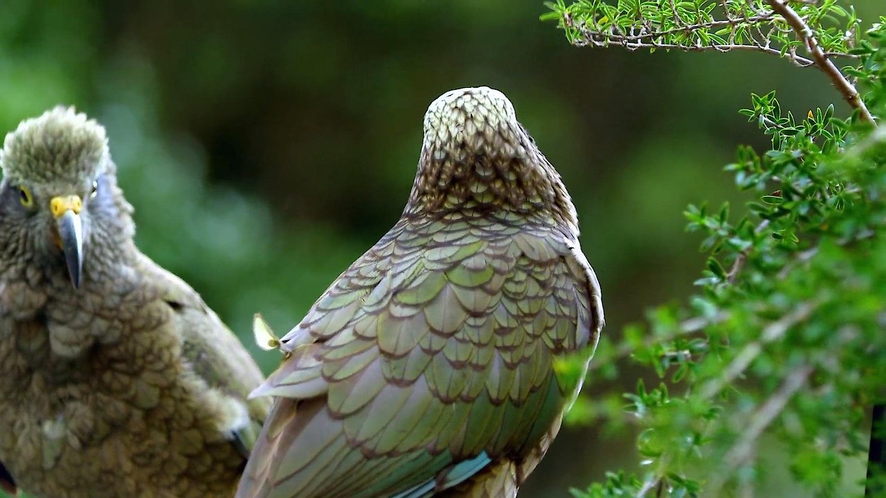 Keas: New Zealand's Witty Daredevils
