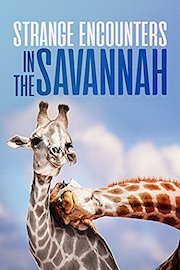 Strange Encounters In the Savannah