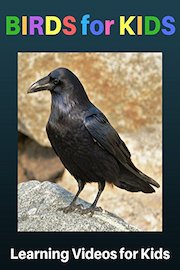 Birds for Kids: Learning Videos for Kids
