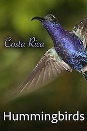 Costa Rica Hummingbirds