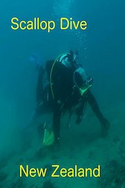 Scallop Dive New Zealand