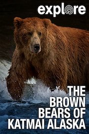 Explore: The Brown Bears of Katmai Alaska