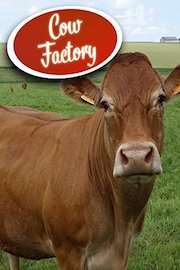 Cow Factory