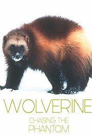 Wolverine: Chasing the Phantom